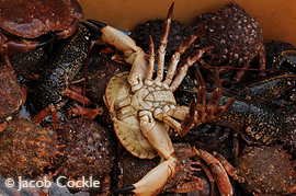 newly crab fishing boats