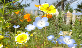 wild flowers growning outside the edne project